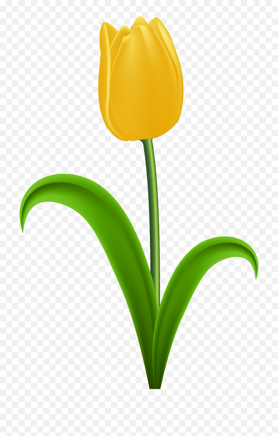 Tulip With Stem Clipart - Transparent Tulip Clipart Png,Tulip Transparent