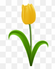 Tulip With Stem Clipart - Transparent Tulip Clipart Png,Tulip Transparent