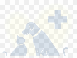 Contact Abbey Vet Hospital In Antioch - Dog png