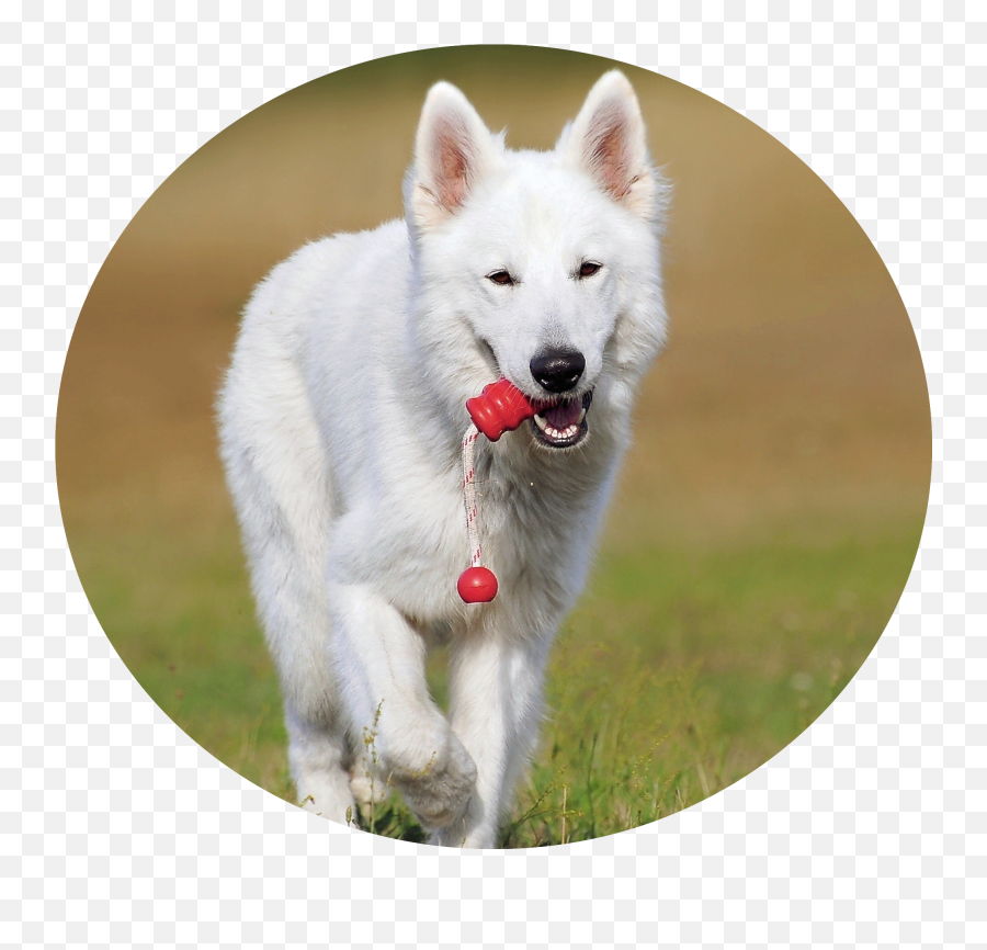 Dog Daycare Grooming Boarding South Vermont Wagmore - Berger Blanc White Swiss Shepherd Dog Png,Vt Icon