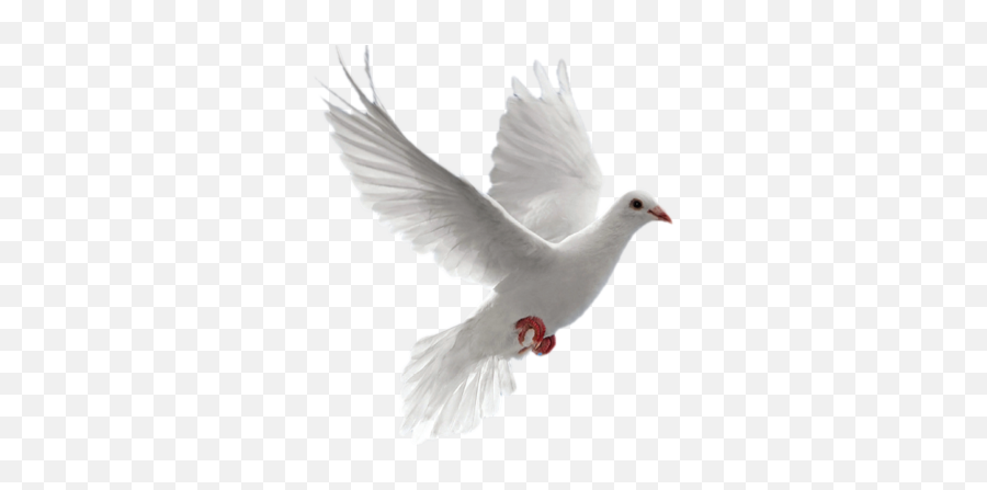 Paloma Png 2 Image - Transparent Doves Flying Png,Paloma Png