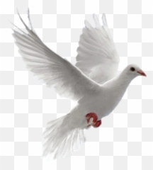Paloma Png 2 Image - Transparent Doves Flying Png,Paloma Png