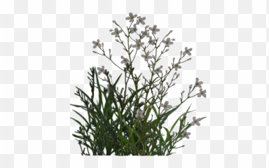 Desert Plants Transparent Background - Water Png