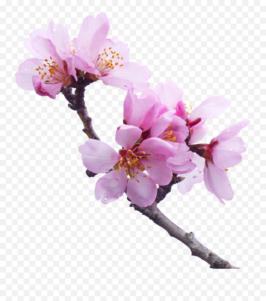 Almond Tree Flowery Branch Flower Png Transparent Background