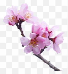 Almond Tree Flowery Branch Png