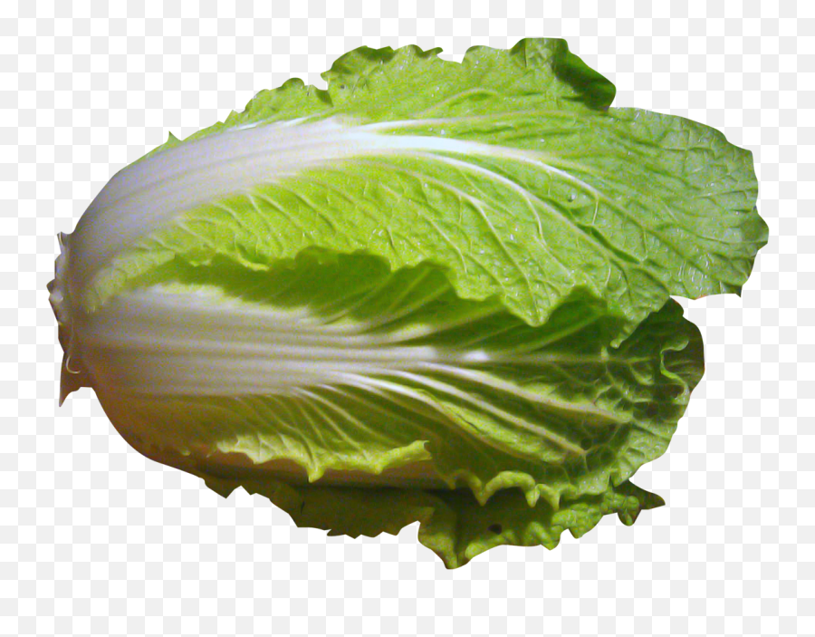 Napa Cabbage Png Image - Chinese Cabbage Png,Cabbage Png