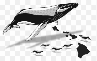 Whale Watching - Hawaiian Islands Png,Humpback Whale Png
