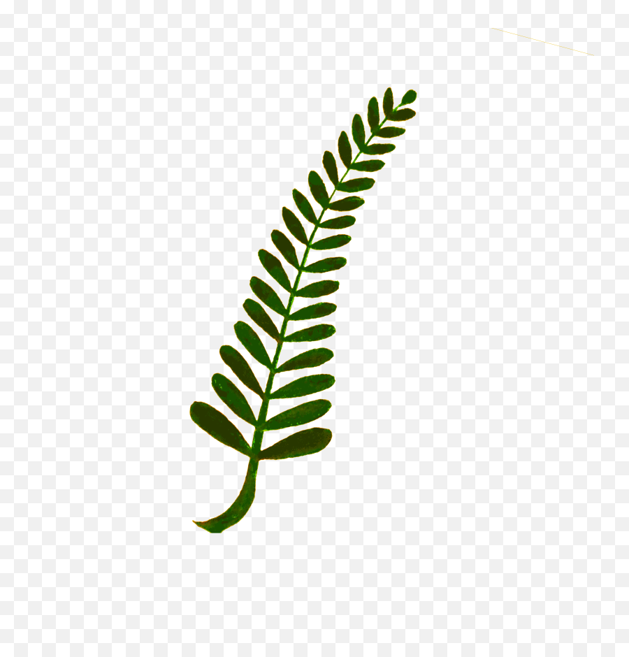 Download Hd Fern Computer Icons Plant Stem Watercolor - Fern Png Clipart,Fern Png