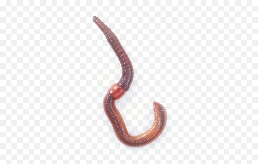 Worms Png Images Free Download Worm - Worm,Earthworm Png