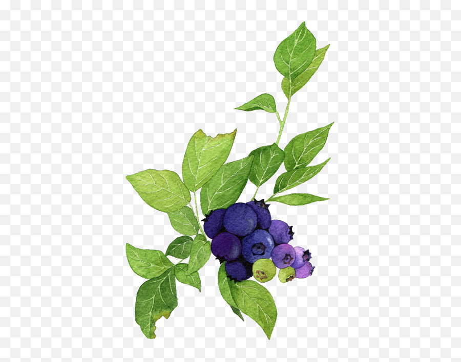 Free Png Blueberries - Konfest,Blueberries Png