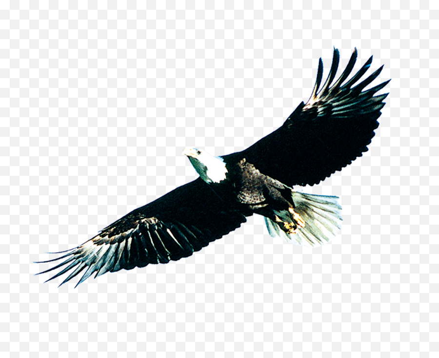 Bird Poster - Soaring Eagle Png Download 1024802 Free Gambar Kartun Burung Elang,Soaring Eagle Png