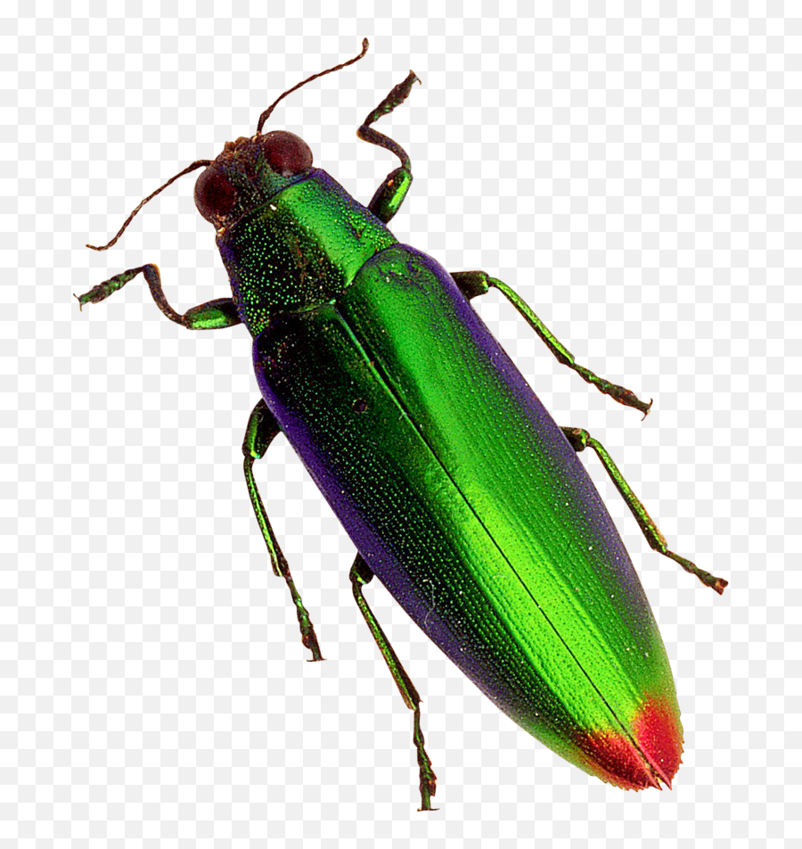 Beetle Png Image For Free Download - Transparent Beetle Png,Beetle Png