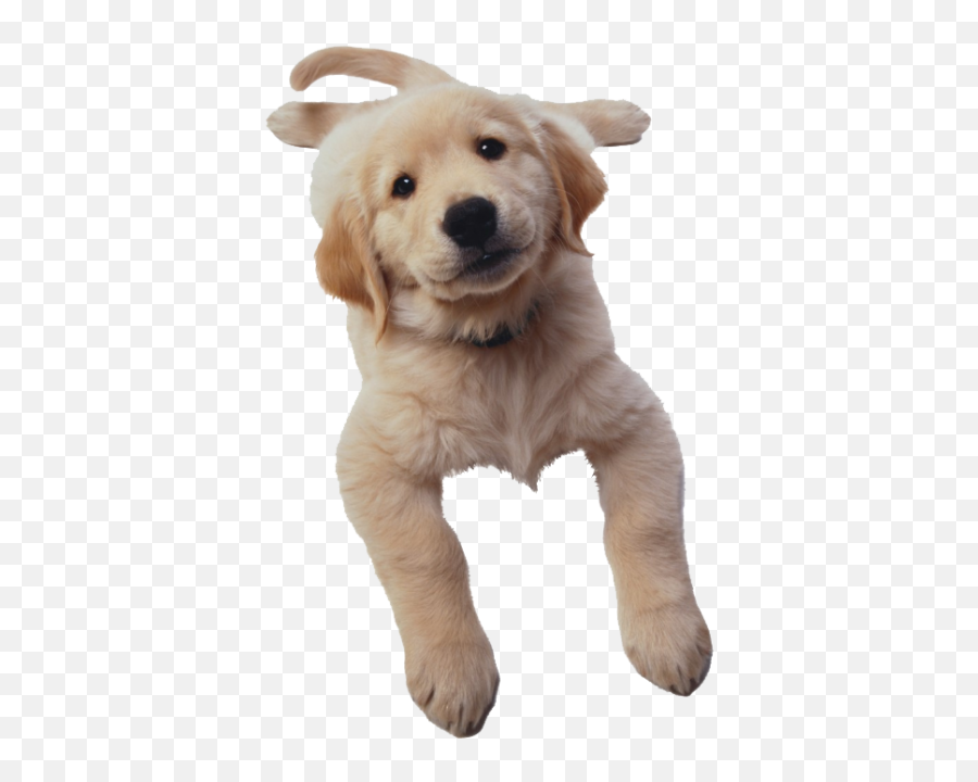 Golden Retriever 2 Png - Photo 699 Free Png Download Dog Look Up Png,Golden Retriever Transparent
