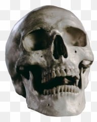 Skull Skeleton Head Death Human - Png Horror Face Skeleton,Pile Of Skulls Png