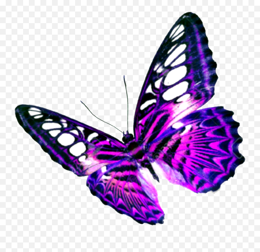 Purple Butterfly Transparent Background - Transparent Background Butterfly Transparent Png,Transparent Background Images