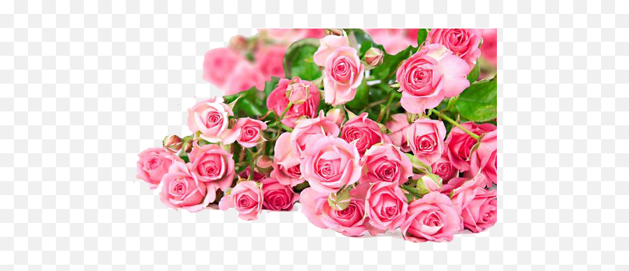 Download Pink Roses Flowers Bouquet Png - Beautiful Flowers Pink Roses,Pink Roses Png