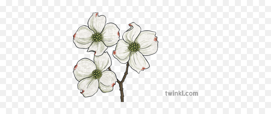 Dogwood Illustration - Gift Card For Day In Spanish Png,Dogwood Png