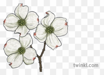 Dogwood Illustration - Gift Card For Day In Spanish Png,Dogwood Png