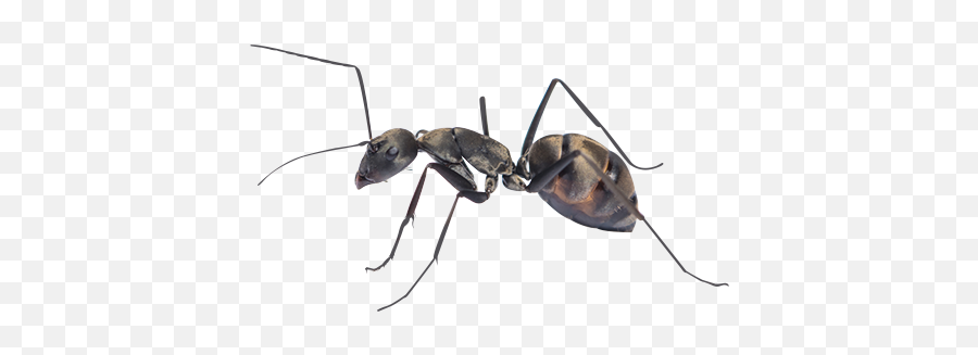 Home Ant Removal U0026 Prevention Jp Pest Services - Carpenter Ant Png,Ant Transparent