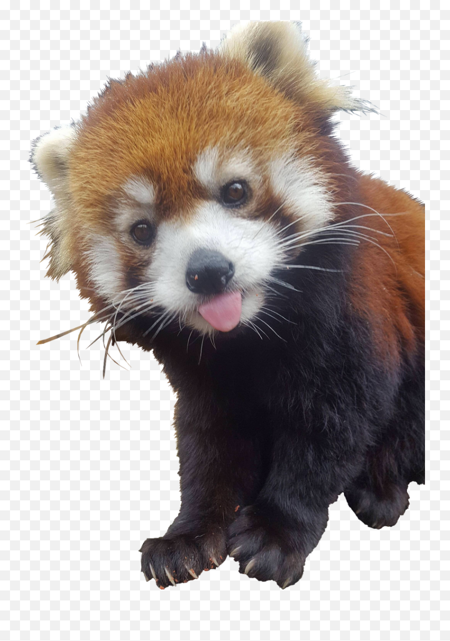 Red Panda Raccoon Transparent Png - Red Pandas Sticking Their Tongue Out,Raccoon Transparent Background