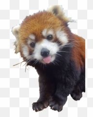 Red Panda Raccoon Transparent Png - Red Pandas Sticking Their Tongue Out,Raccoon Transparent Background
