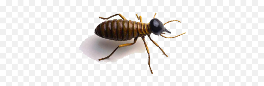 Png Image For Designing Projects Termite