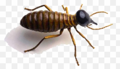 Png Image For Designing Projects Termite