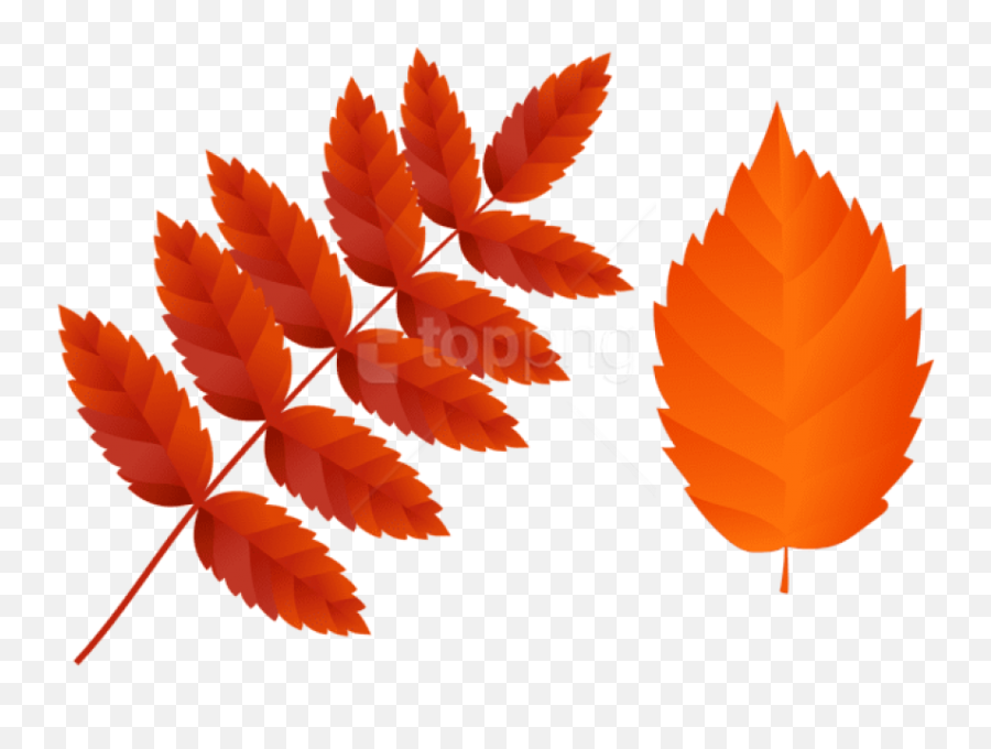 Download Two Dark Orange Fall Leaves Clipart Png Photo - Fall Leaves Png,Fall Leaves Png