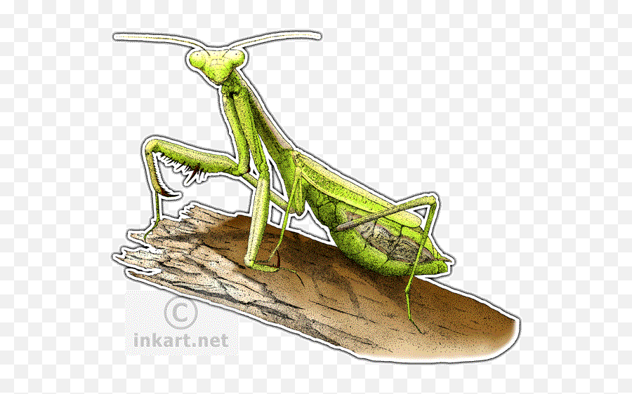 California Praying Mantis Decal - Praying Mantis Illustration Png,Praying Mantis Png