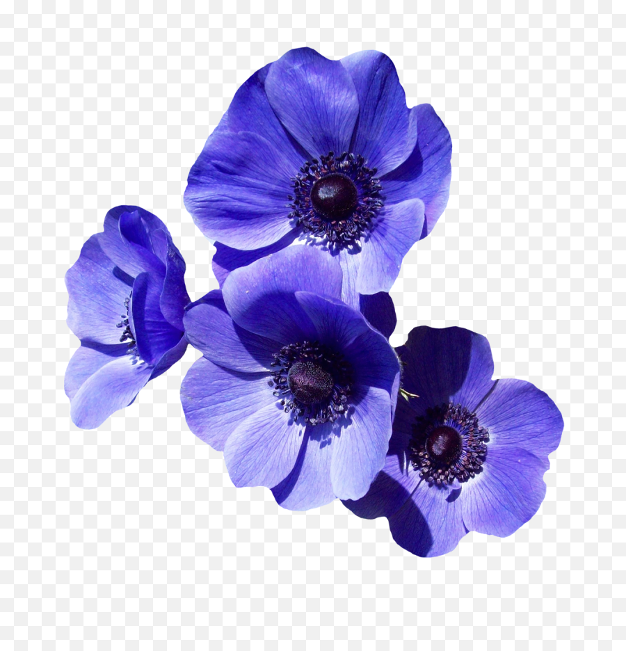 Purple Flowers Png Image - Transparent Background Purple Flower Png,Purple Flowers Png