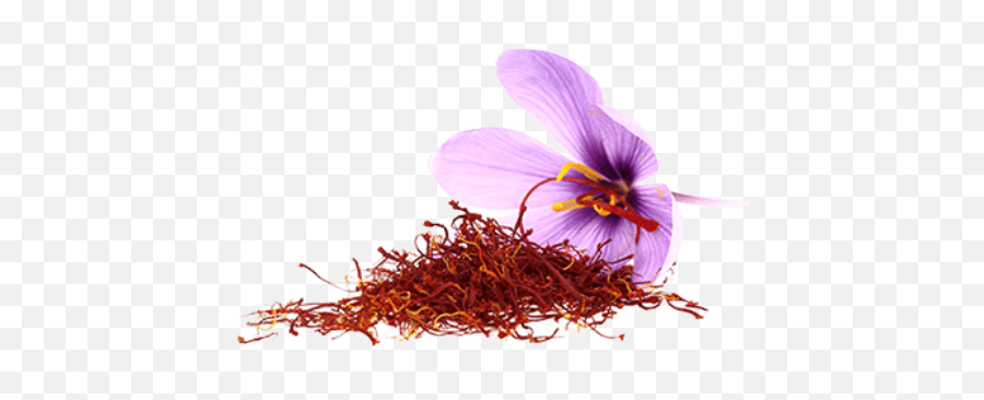 Saffron Flower Transparent Png - Stickpng Saffron Png,Iris Flower Png