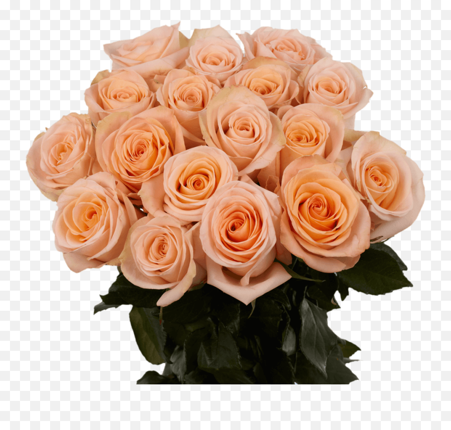 Vibrant Peachy Pink Roses - Peach Rose Png,Pink Rose Petals Png