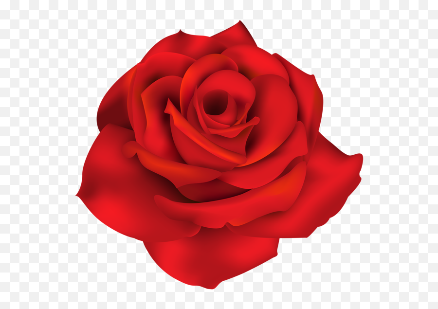 Rose Png Flower Images Free Download - Transparent Background Blue Rose Transparent,Real Rose Png