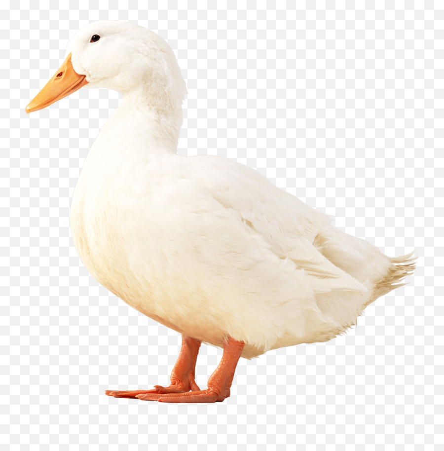 Download White Duck Png Image With - White Duck Png,Duck Png