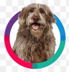Bravecto Fluralaner 12 - Week Flea u0026 Tick Protection For Vulnerable Native Breeds png