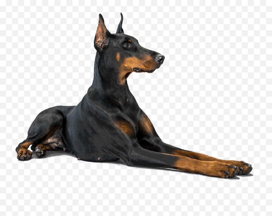 Doberman Face Png Transparent F 180570 - Png Doberman Png,Dog Face Png