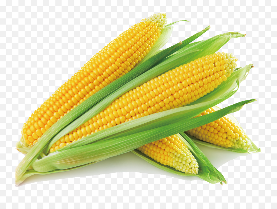 Sweet Corn - Yellow Maize Png,Corn Clipart Png