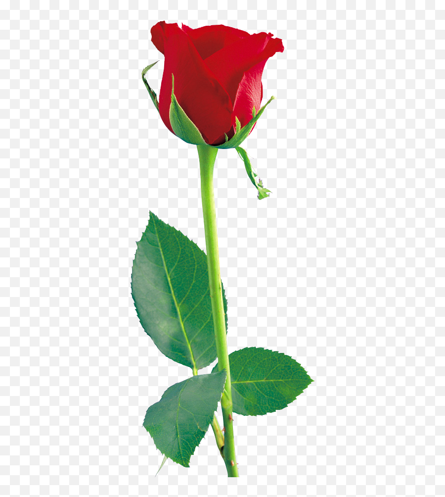 Red Rose Png Hd - Shan Studio Single Red Rose Png,Red Rose Png