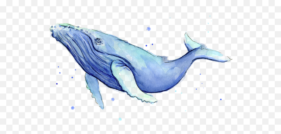 Humpback Whale Watercolor Adult Pull - Humpback Whale Watercolor Png,Humpback Whale Png