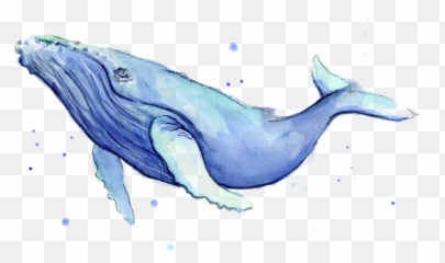Humpback Whale Watercolor Adult Pull - Humpback Whale Watercolor Png,Humpback Whale Png