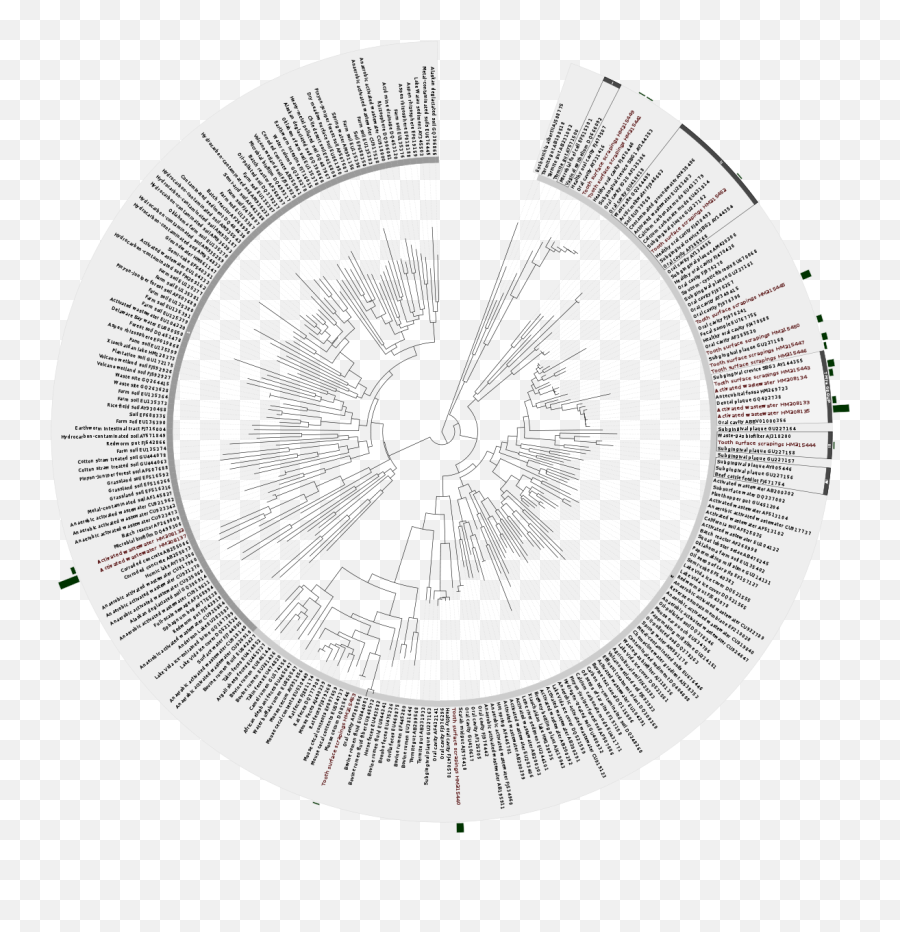 Filetm7 Bacteria Phylogenetic Treesvg - Wikimedia Commons Bacteria Phylogenetic Tree Png,Bacteria Transparent Background