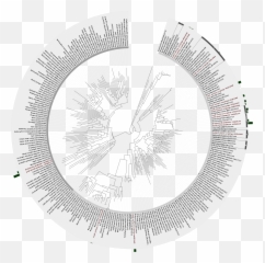 Filetm7 Bacteria Phylogenetic Treesvg - Wikimedia Commons Bacteria Phylogenetic Tree Png,Bacteria Transparent Background