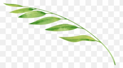 Rustic Watercolor Fern Leaf - Photos by Canva Illustration png