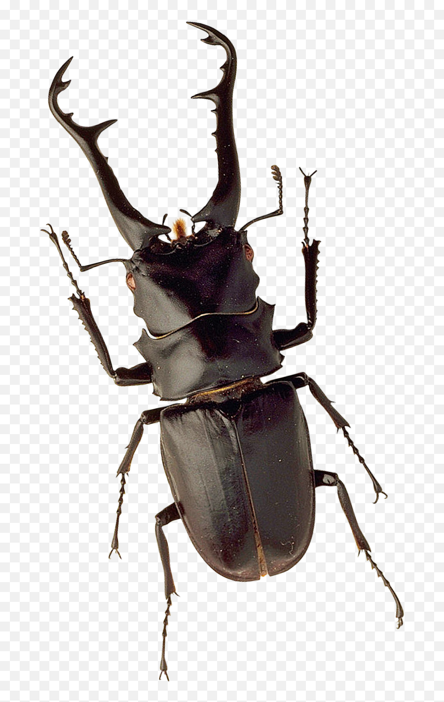 Beetle Png Transparent Images 5 - Stag Beetle Png,Beetle Png