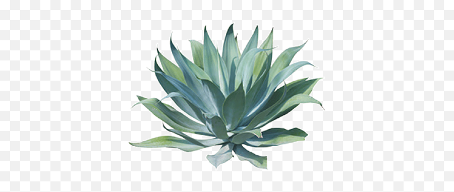 Agave Png And Vectors For Free Download - Transparent Blue Agave Plant,Agave Png