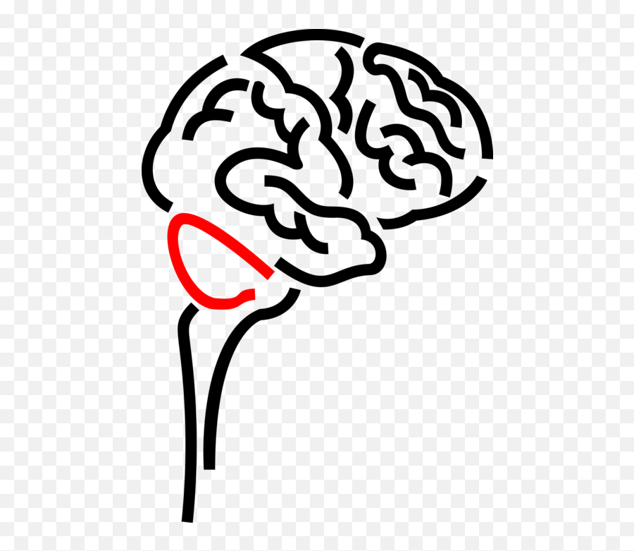 Vector Illustration Of Human Brain Organ Serves As - Human Brain Png,Brain Vector Png