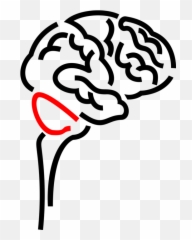 Vector Illustration Of Human Brain Organ Serves As - png