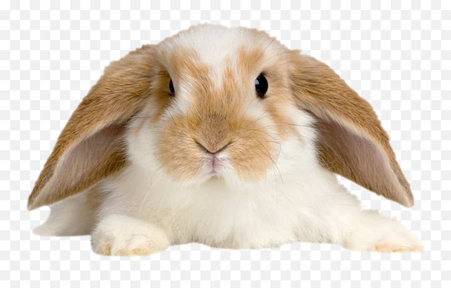 Cute Rabbit Transparent Png Picture - Cute Rabbit Transparent Background,White Bunny Png