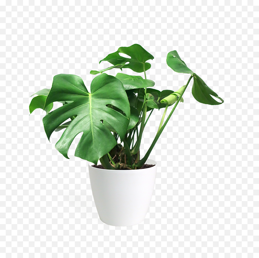 Monstera Deliciosa Houseplant - Indoor Potted Plant Transparent Background Png,Monstera Leaf Png