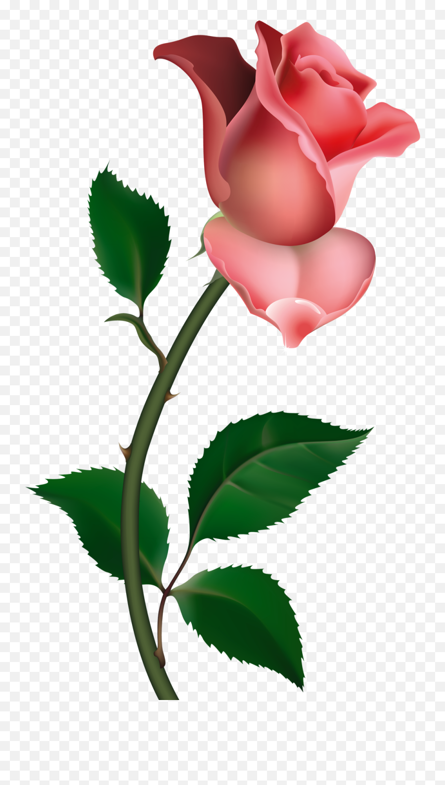 Pink Roses Png - Clipart Rose,Pink Roses Png
